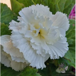 Begonia, Frynset Hvid