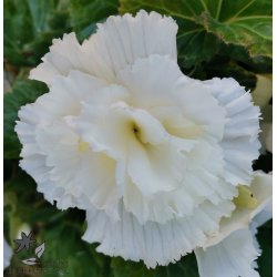 Begonia, Frynset Hvid