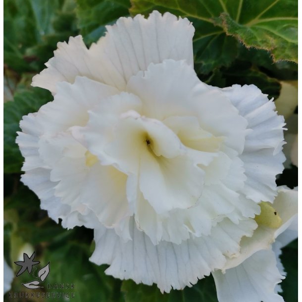 Begonia, Frynset Hvid