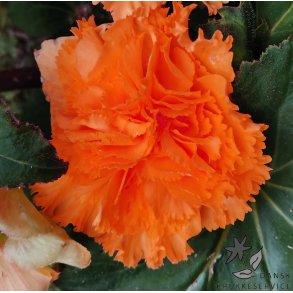 Begonia, Frynset Orange