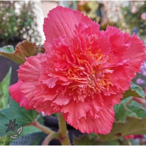 Begonia, Frynset Pink