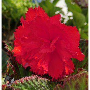 Begonia, Frynset Rd
