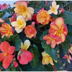 Begonia, Golden Balcony
