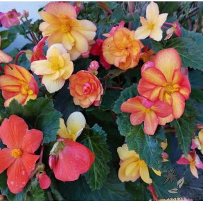 Begonia, Golden Balcony