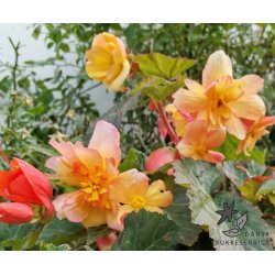 Begonia, Golden Balcony