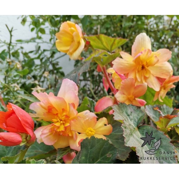 Begonia, Golden Balcony