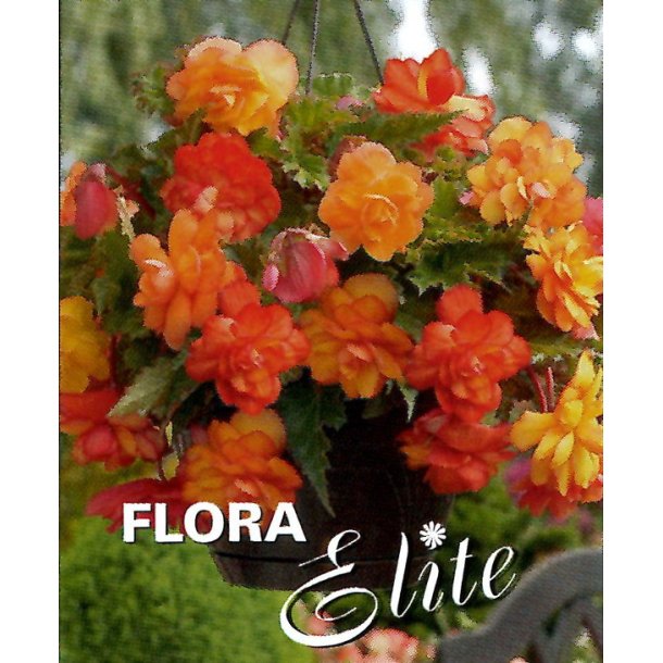 Begonia, Golden Balcony