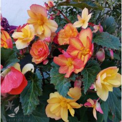 Begonia, Golden Balcony