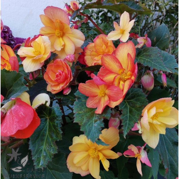 Begonia, Golden Balcony
