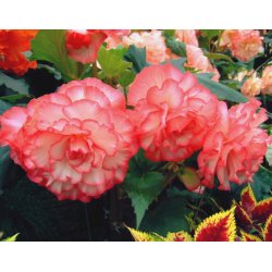 Begonia, Picotee Hvid /pink