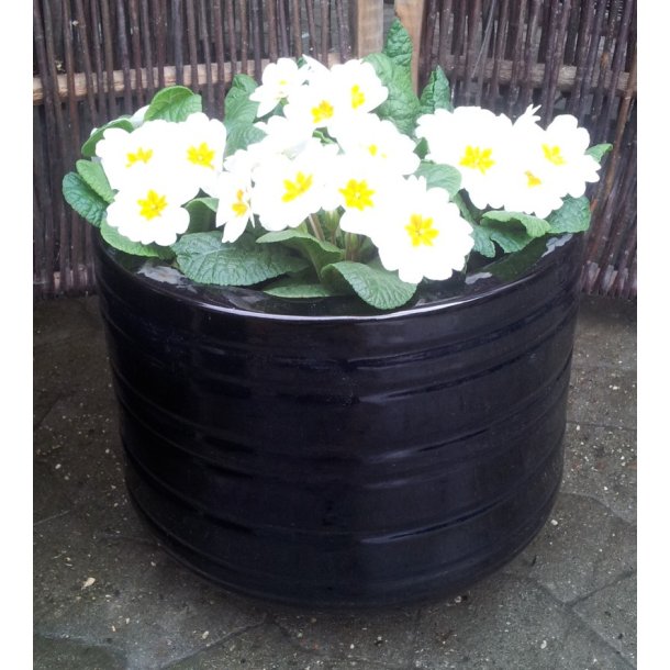 Beth Krukke, Blank sort*