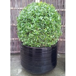 Beth Krukke, Blank sort*