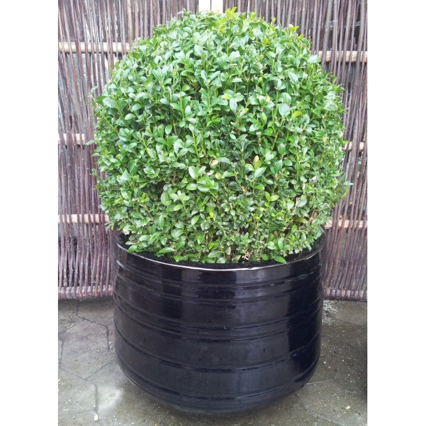 Beth Krukke, Blank sort*