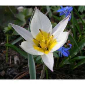 Botanisk Tulipan biflora