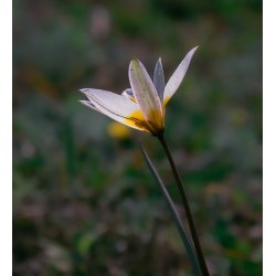 Botanisk Tulipan biflora