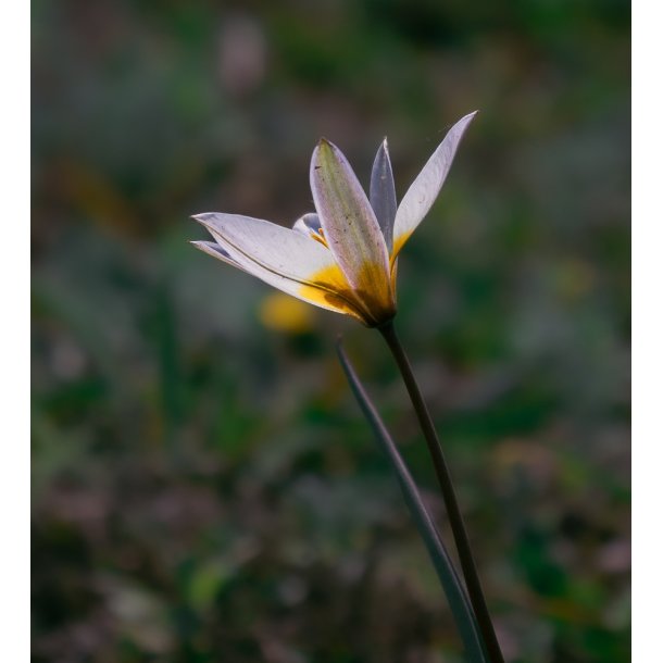 Botanisk Tulipan biflora