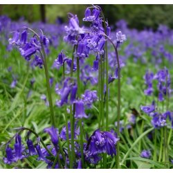 Bluebells - Skovhyacint