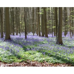Bluebells - Skovhyacint