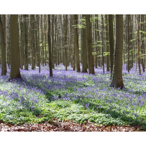 Bluebells - Skovhyacint