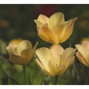 Botanisk Tulipan Honky Tonk