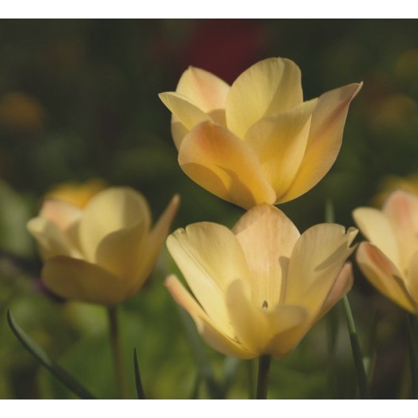 Botanisk Tulipan Honky Tonk