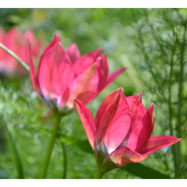 Botanisk Tulipan Little Beauty