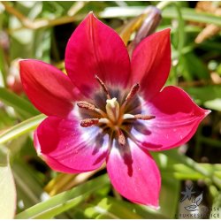 Botanisk Tulipan Little Beauty
