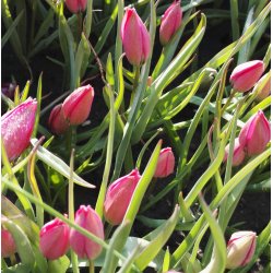 Botanisk Tulipan Little Beauty