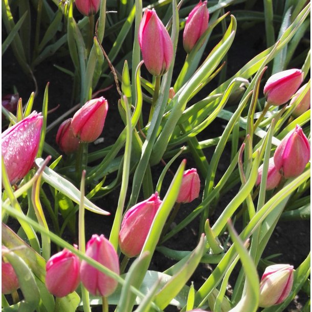 Botanisk Tulipan Little Beauty