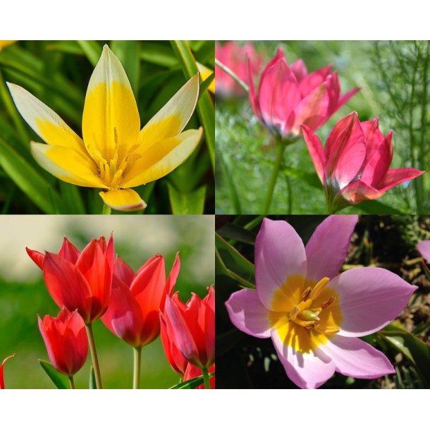 Botanisk tulipan Mix