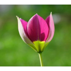 Botanisk Tulipan Persian Pearl