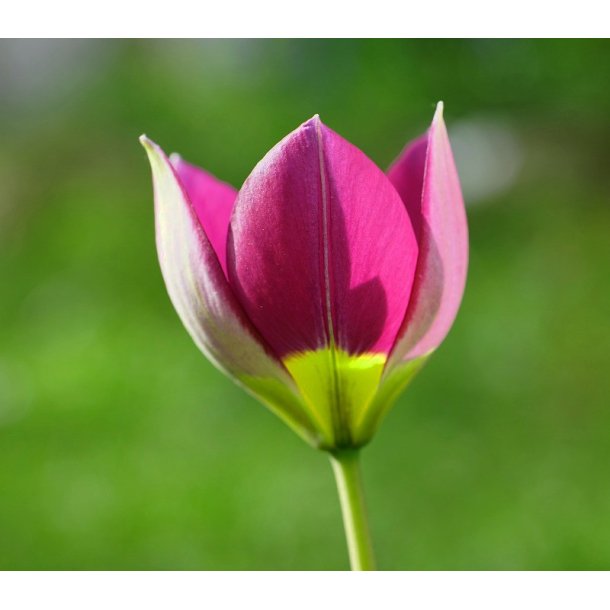 Botanisk Tulipan Persian Pearl