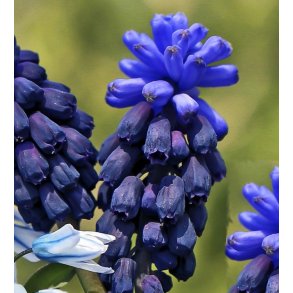 Bredbladet Perlehyacint