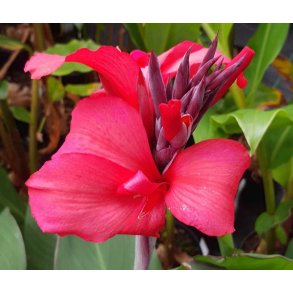 Canna Pink President
