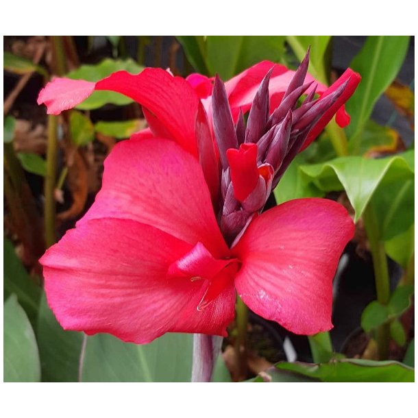 Canna Pink President