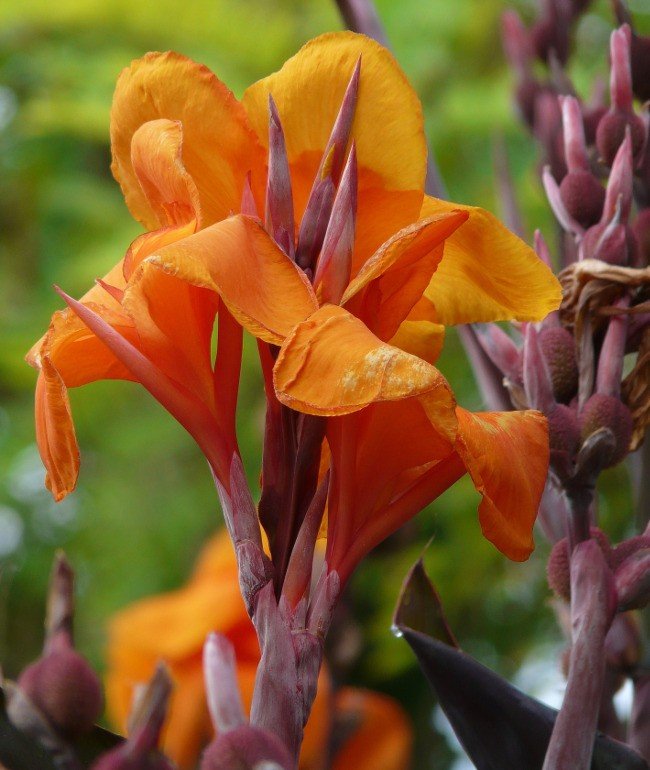 Canna Wyoming, Orange Blomster Med Mørkt Løv