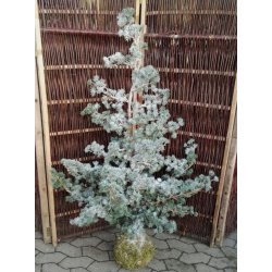 Cedertr med sne h150