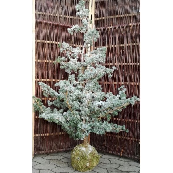 Cedertr med sne h150