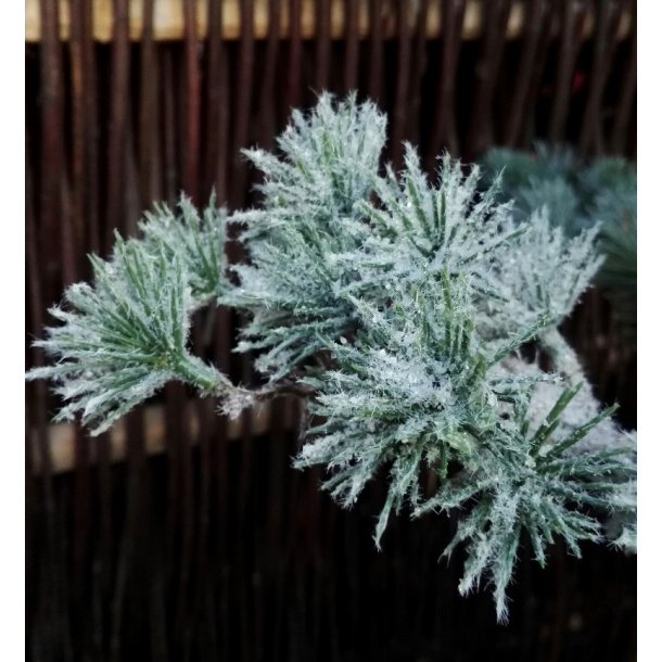 Cedertr med sne h150