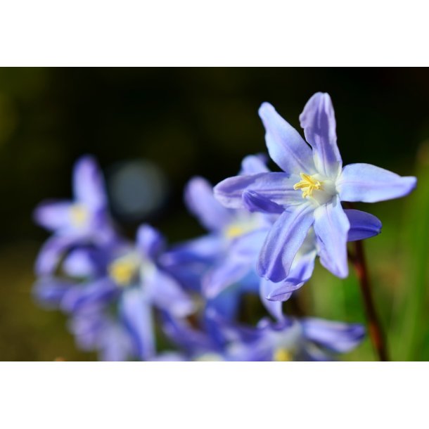 Blomsterl�g Oprydningspakke 2 (stor)