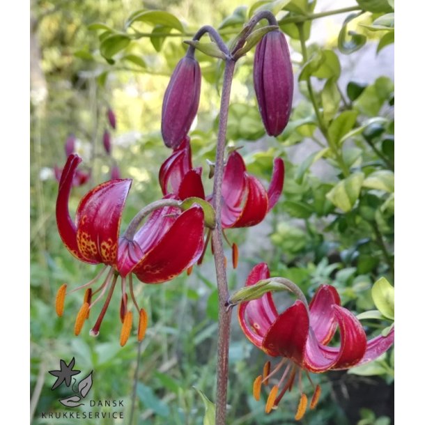 Claude Shride, Martagonlilje