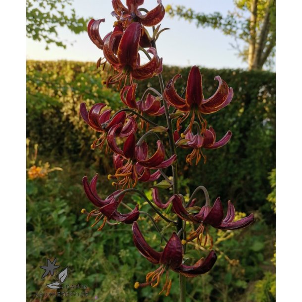 Claude Shride, Martagonlilje