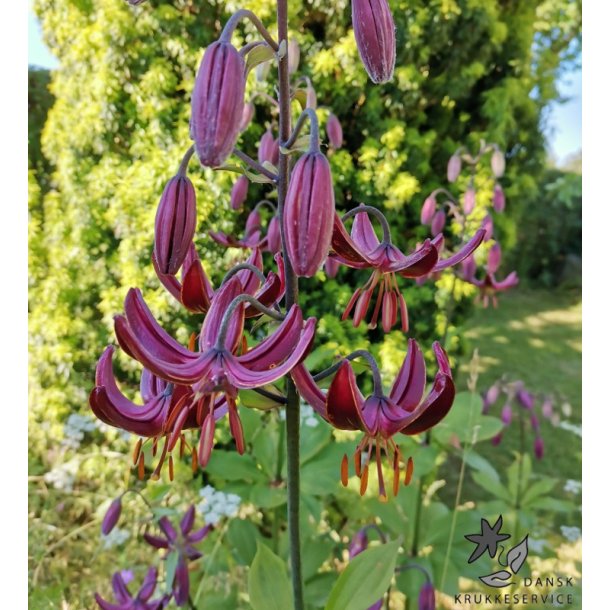 Claude Shride, Martagonlilje