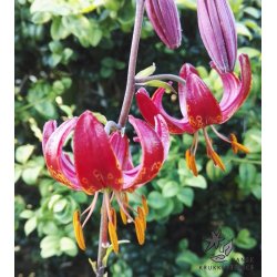 Claude Shride, Martagonlilje