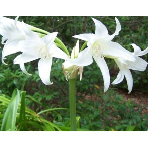 Crinum Powellii Album