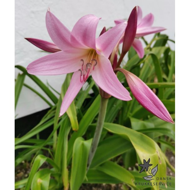 Crinum Powellii