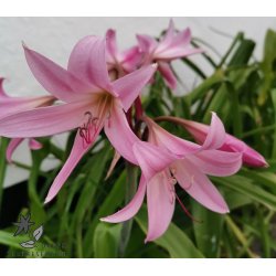 Crinum Powellii