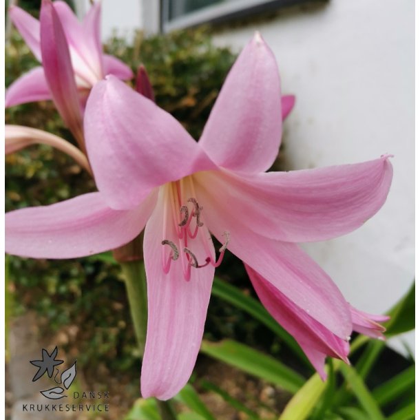 Crinum Powellii