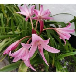 Crinum Powellii