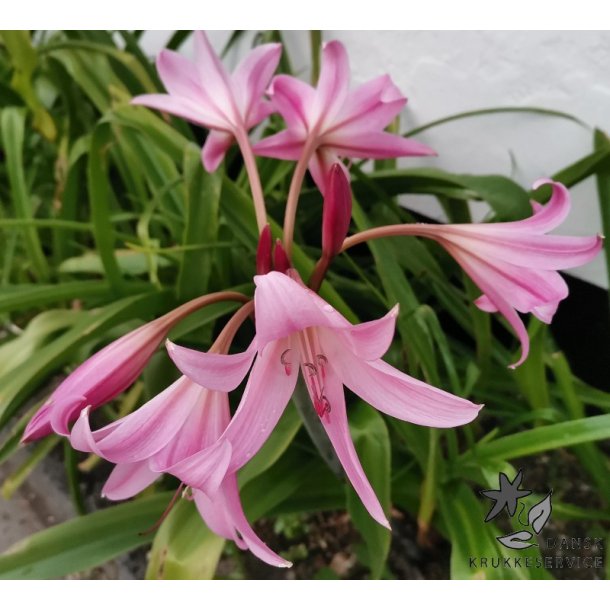 Crinum Powellii
